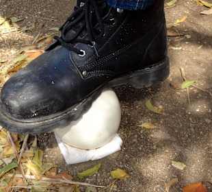 Belastungstest für ein Straußen-Ei