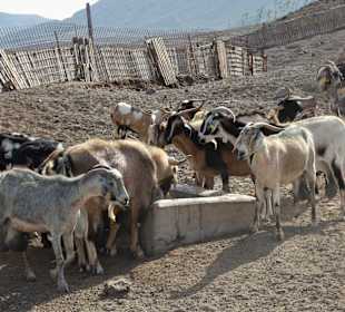 Ziegenfarm alter Ort La Pared