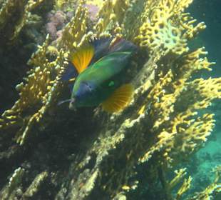 Besenschwanz Prachtlippfisch