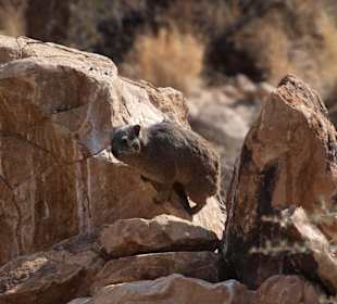 Ein Dassie am Wegesrand
