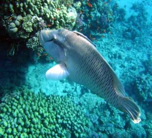 Am Hausriff Hotel Baron Resort