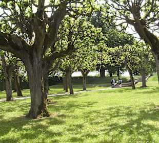 Parkhain