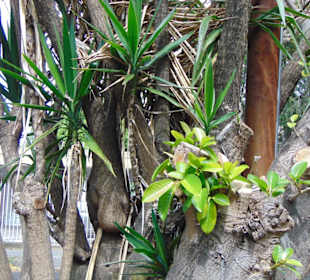 Stadtrundgang San José