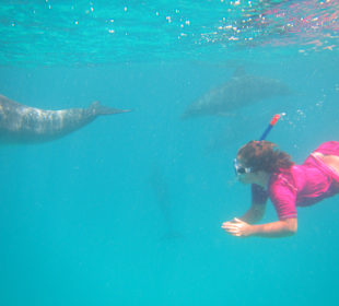 Unsere Tochter die mit den Delphinen schwimmt