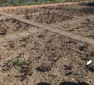 Rosengarten Zweibrücken