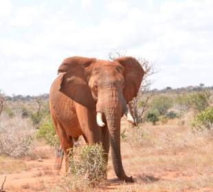 Tsavo Ost im Juni 2016