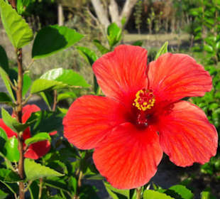 Für Blumenliebhaber bietet der Strandweg alles