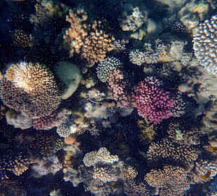 Das intakte Hausriff