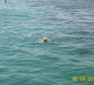 Schnorcheln möglich - eigenes Hausriff