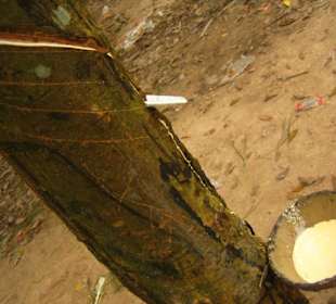 Das melken/ernten es flüssigen Kautschuks.