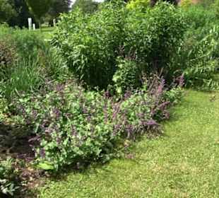 Blühendes Neresheim 2021