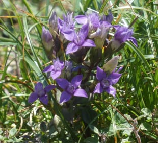 Bei unseren Wanderungen am Nebelhorn