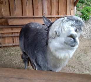 Südamerikabereich - Alpakahaus