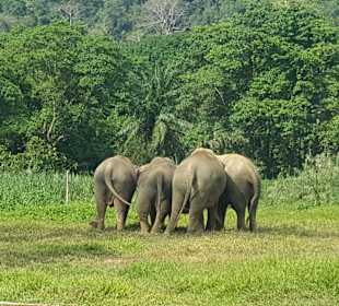 Khao Sok Nationalpark