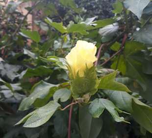 Orchideengarten Sitio Litre