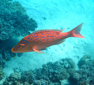 Juwel - Zackenbarsch