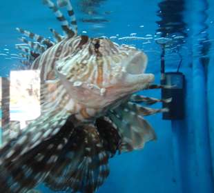 Kleines Aquarium von El Gouna