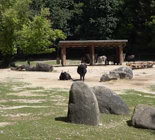 Tierpark Hellabrunn