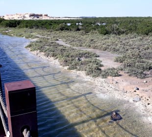 Al Thakira Mangroves