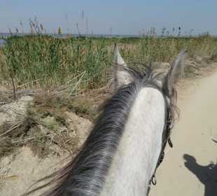 Reiten