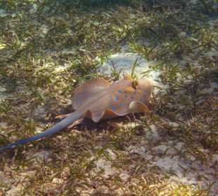 Rochen etwas vom Hotelstrand entfernt