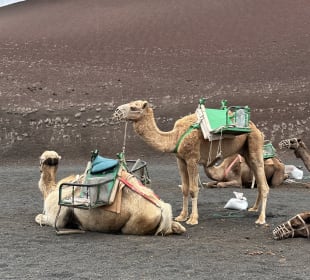 Ausflug nach Lanzarote