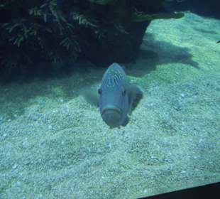 Auch die Besucher werden beobachtet.