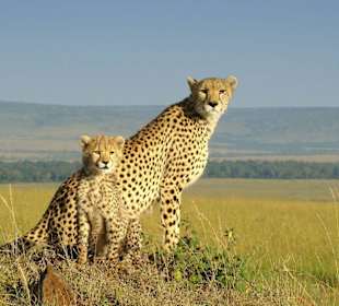 Shakira und ihr Gepardenkind