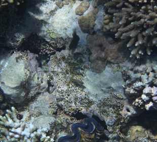 Rehana Royal Beach Resort & Spa