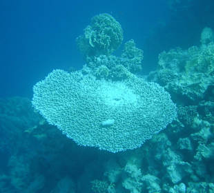 Забавный коралл