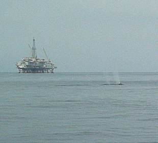 Whale Watching in Los Angeles