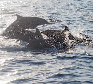 Delfintour
