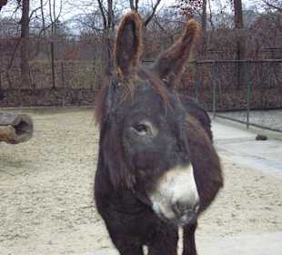 Esel im Kinderzoo