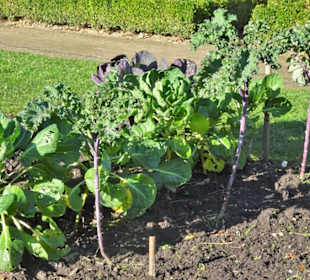 Rundgang durch den Botanischen Garten Hamburg