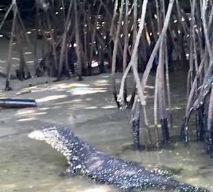 Bentota Fluss- und Mangroven Tour