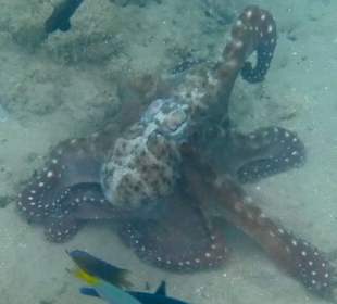 Dieser wird von Fischen angegriffen