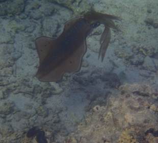 Tintenfisch sieht Rot