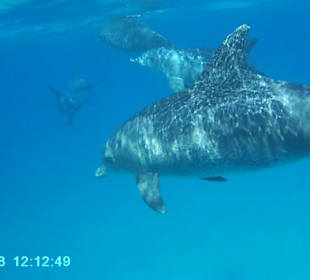 Delphin-Tour