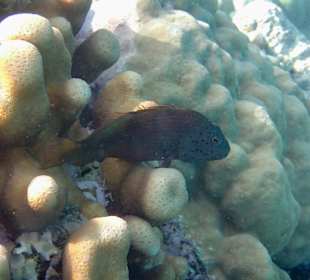 Schnorcheln Makadi Bay