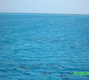 Fury Shoal ( Riff )