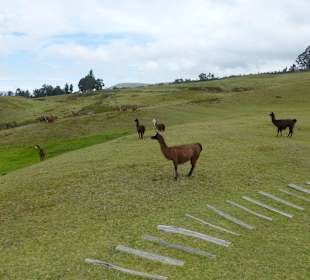 Lamas zahm, man konnte richtig nah ran