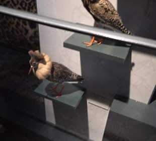 Museum für Naturkunde