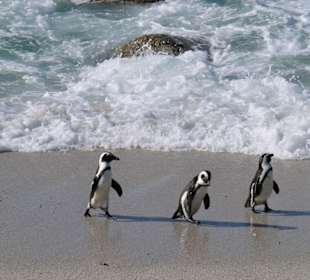 Pinguine am Boulders Beach