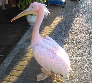 Pelikan...Inventar am Hafen