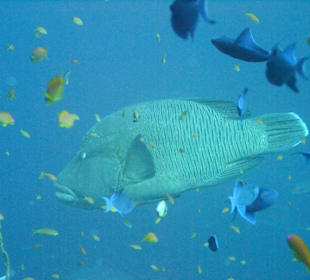 Tauchplatz "Madivaru Corner"