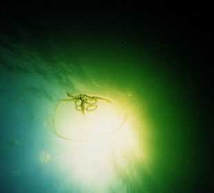 Sooooo schön kann eine Qualle sein