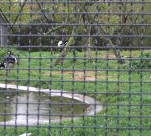 Tierpark 