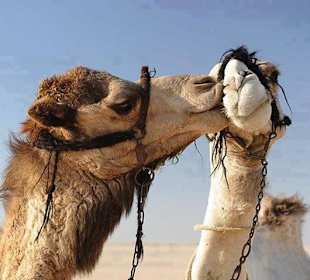 Lovely camels
