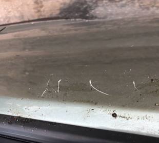 Lackschäden durch Bisse