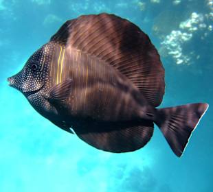 Brauner Segelflossendoktor